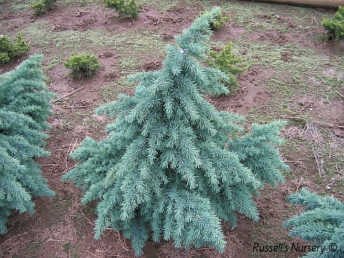 Cedrus deodara Divinely Blue.